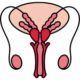 Male Reproductive Health